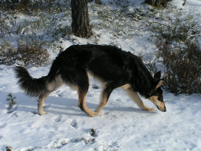 Silken06.JPG