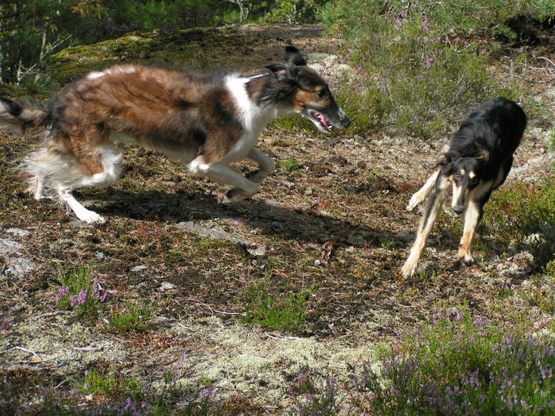skogen07.JPG